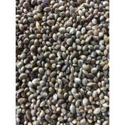 Visaasonline Oily Hemp Visready